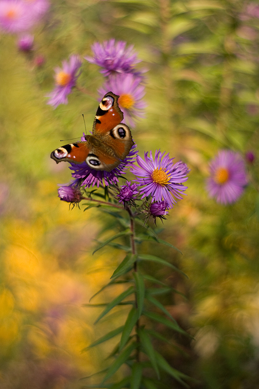 agnez - *. Pentacon 50/1.8. Zdjęcie 126580