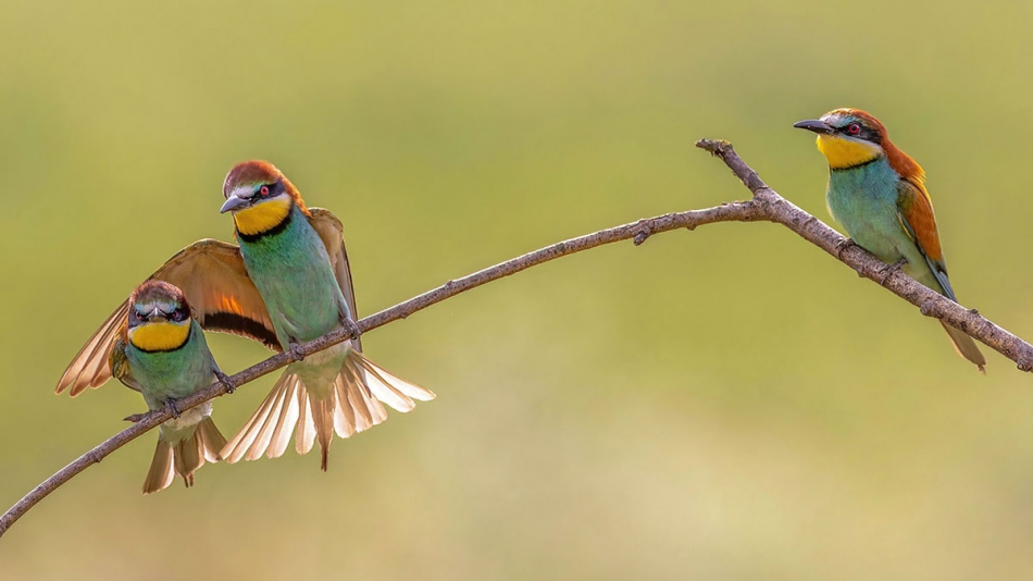 rybo_lub - My best friend. . Zdjęcie 315806