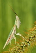 ,Pseudoharpax Virescens.