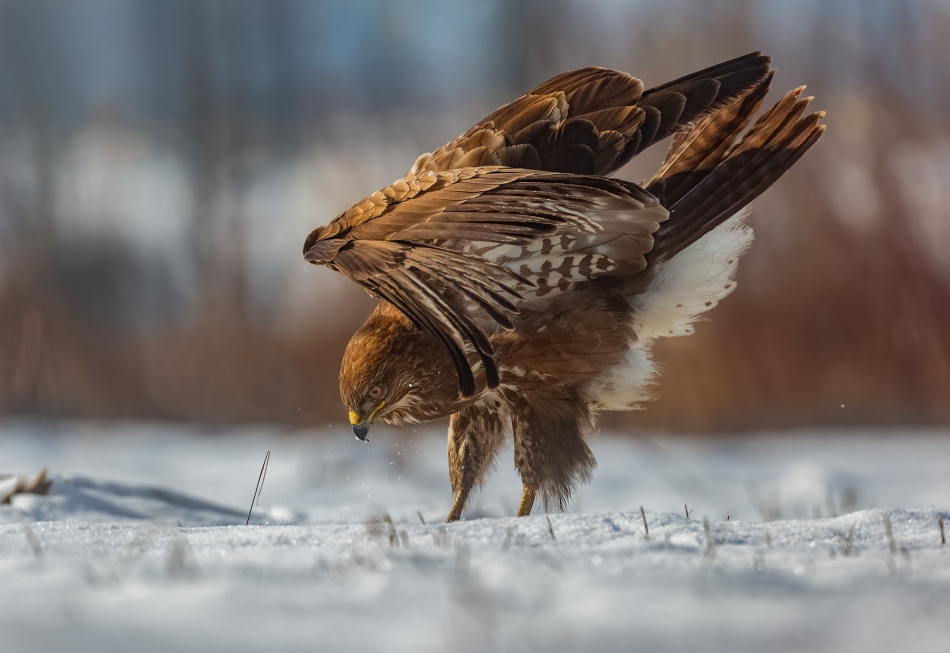 marcinmm - Myszołów zwyczajny ( Buteo buteo ). . Zdjęcie 313307