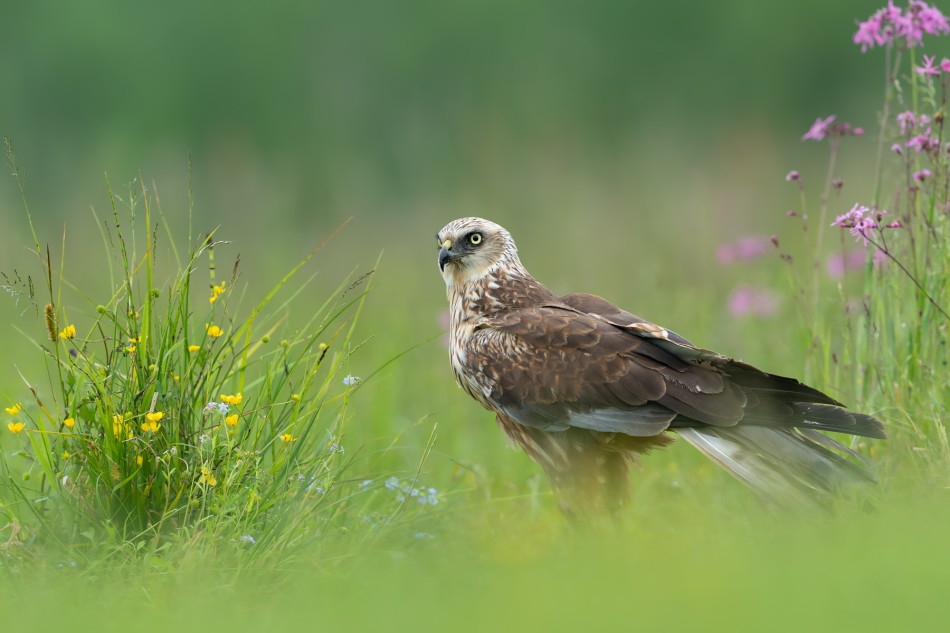 Pośród letnich kwiatów. Błotniak stawowy (Circus aeruginosus). Zdjęcie 340876