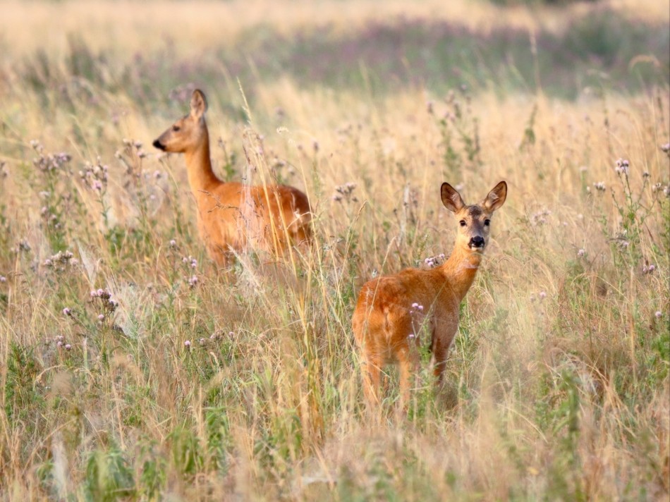 sorella - Zaskoczenie. . Zdjęcie 338138