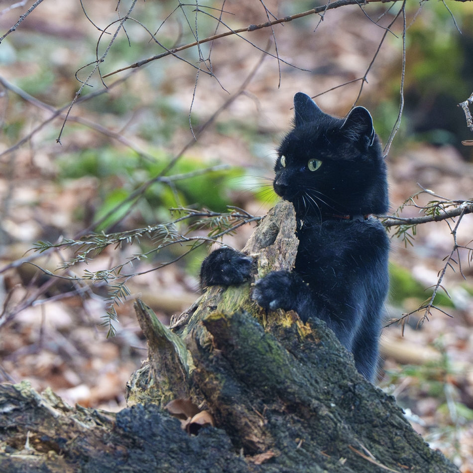 vrgraf - obserwator. . Zdjęcie 322640