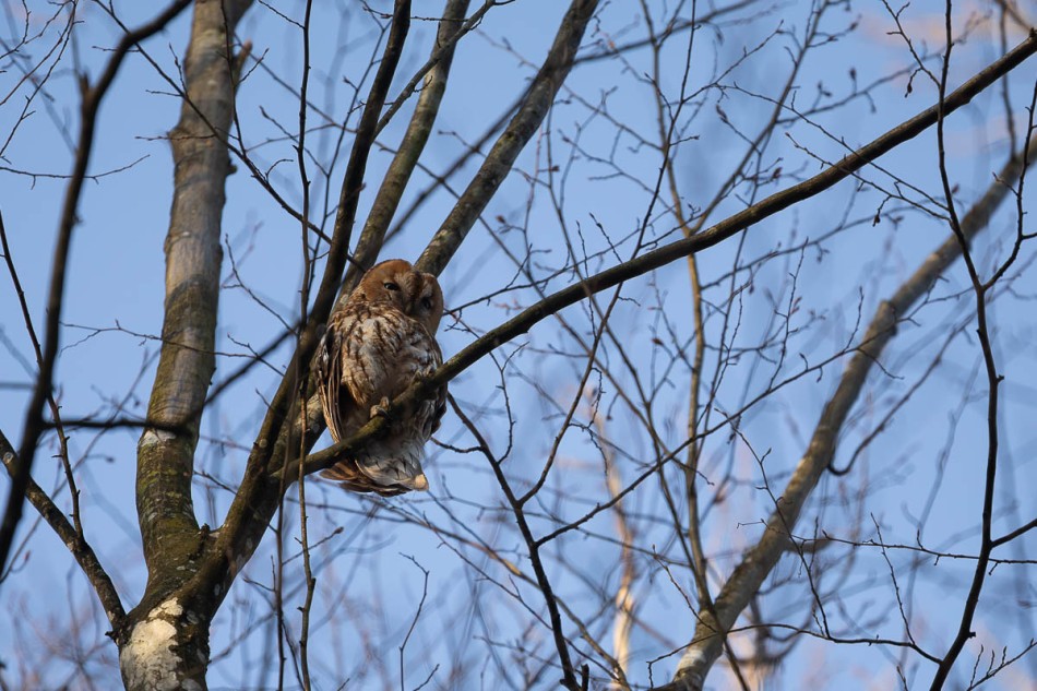 Puszczyk . . Zdjęcie 339273