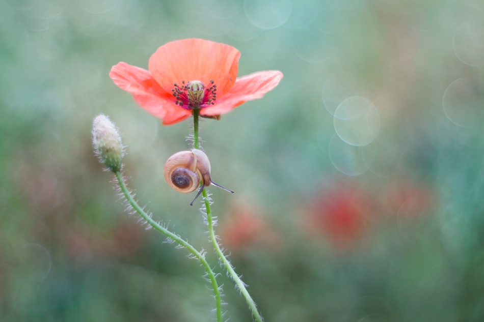 agnez - . PE. Zdjęcie 234850