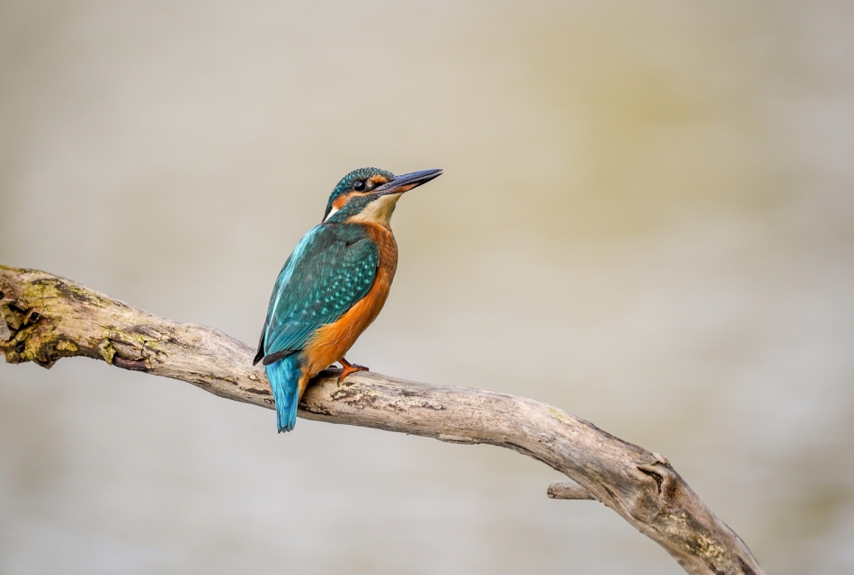 amigamedia - Bystrooka panna.  Zimorodek - Alcedo atthis ILCE-7M3+Sony SEL200600G FE 200-600mm f/5.6-6.3 G OSS; Przysłona: f/6,3; Czas ekspozycji: 1/500 s; ISO: 400; Ogniskowa: 600 mm . Zdjęcie 294062