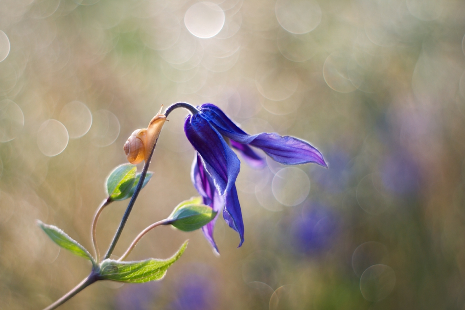 agnez - . PE. Zdjęcie 235873