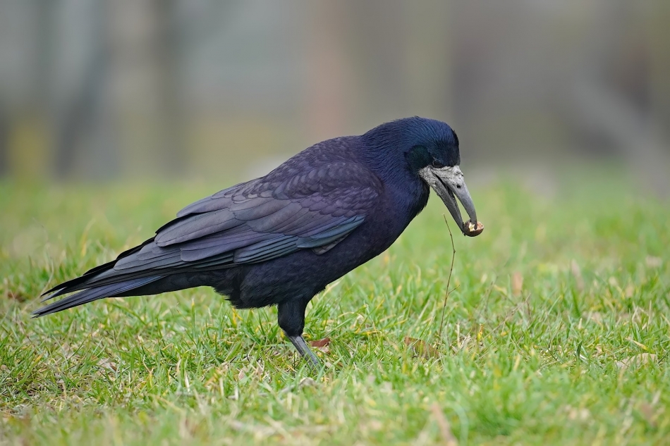 keni - Gawron (Corvus frugilegus) . . Zdjęcie 322613