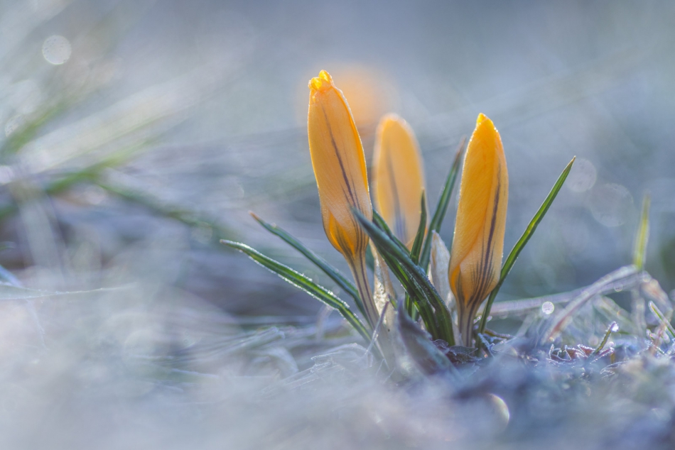 radson_foto - krokus (Crocus). . Zdjęcie 313094