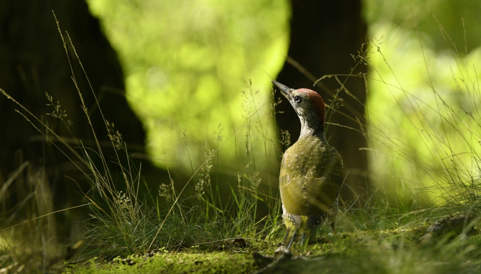 moramiko - Na leśnej ścieżce. Dzięcioł zielony, zdjęcie przycięte . Zdjęcie 318489