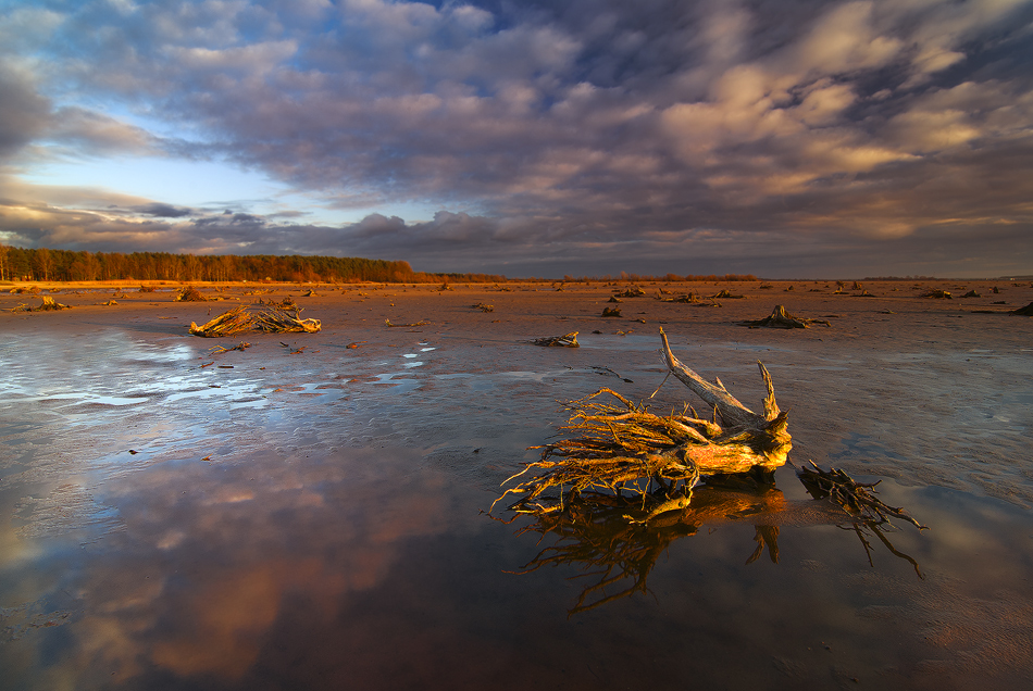 siwypz - turawskie korzenie. . Zdjęcie 109140