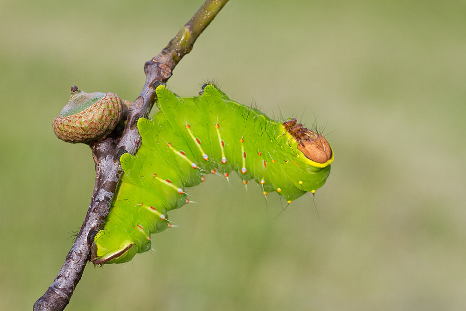 agnez - Antheraea polyphemus. . Zdjęcie 124754