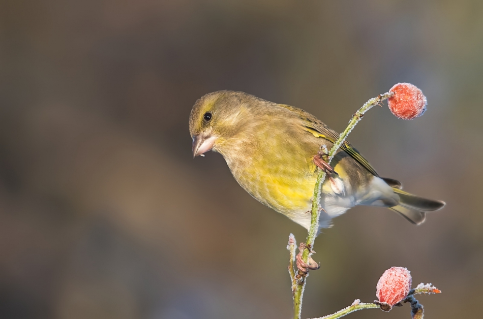 roman53 - Dzwoniec. . Zdjęcie 317271