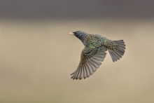 Szpak, Common Starling ...