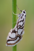 Nymphula nitidulata