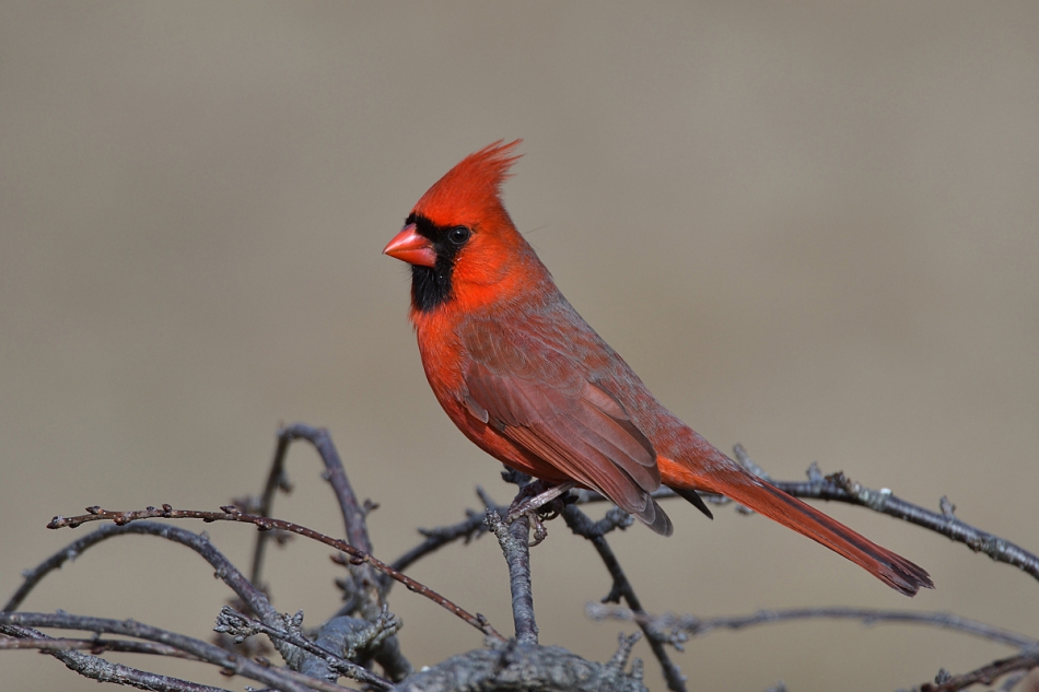 dudley - Kardynal szkarlatny.. . Zdjęcie 240803