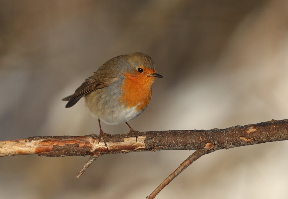 Rudzik. . Zdjęcie 339203