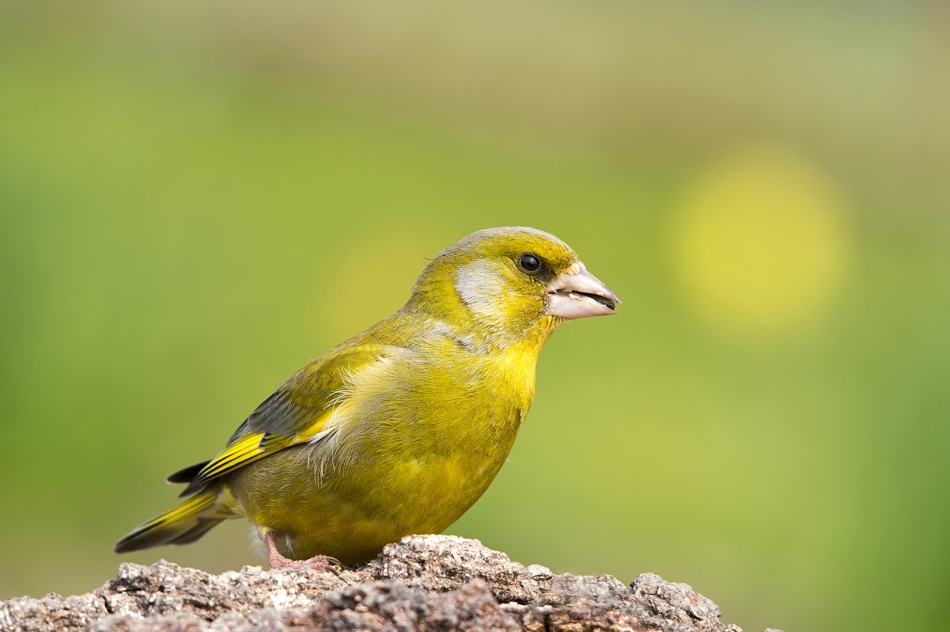 roman53 - . . Zdjęcie 308200