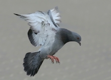 Gołąb
