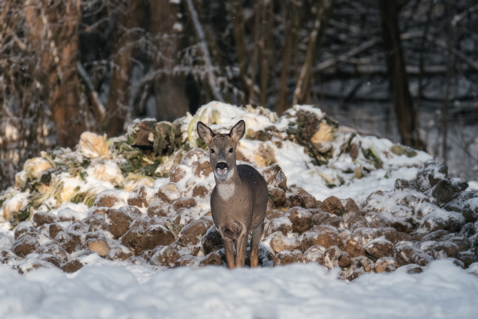 cieszka - Byłam tu pierwsza.... . Zdjęcie 297973