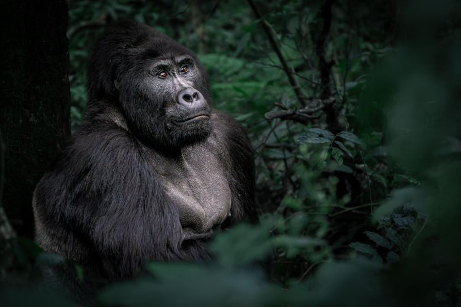 Warta silverbacka. Goryl górski, a konkretnie silverback, to postać, która budzi respekt samym swoim wyglądem i posturą. Ten potężny dojrzały samiec, siedzi oparty plecami o pień drzewa i w spokoju obserwuje swoją rodzinę, która tuż obok zajm