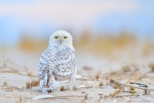Snowy Owl