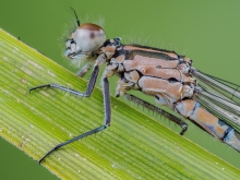 Coenagrion pulchellum