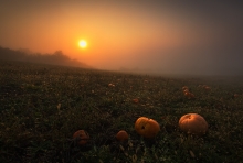 Pumpkin Dream