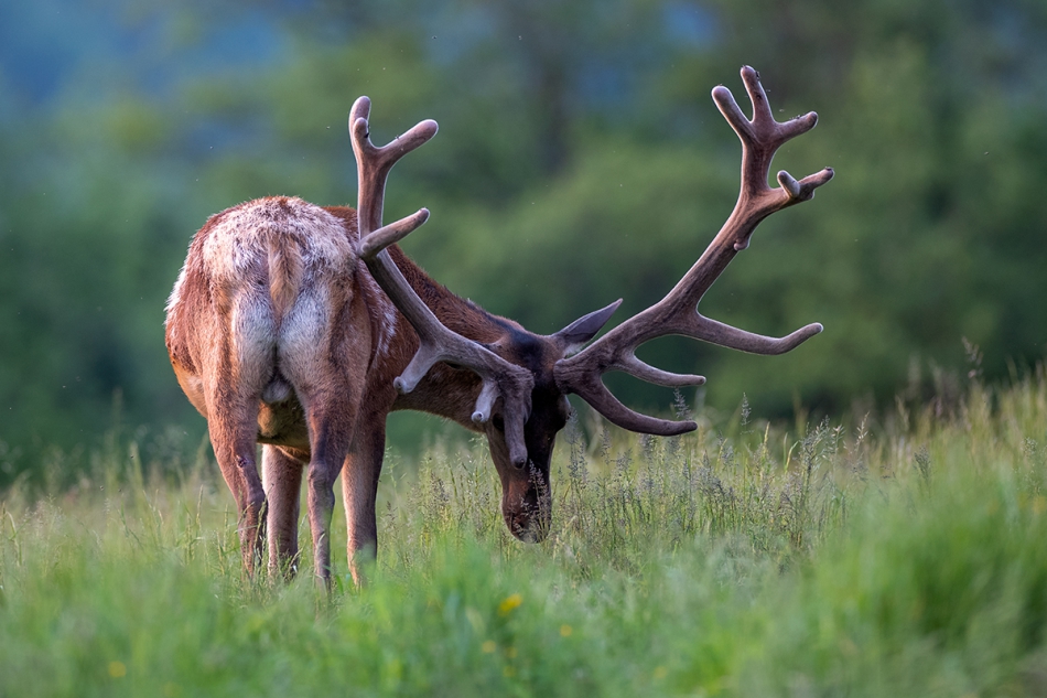 rybo_lub - Awers/rewers. . Zdjęcie 311304