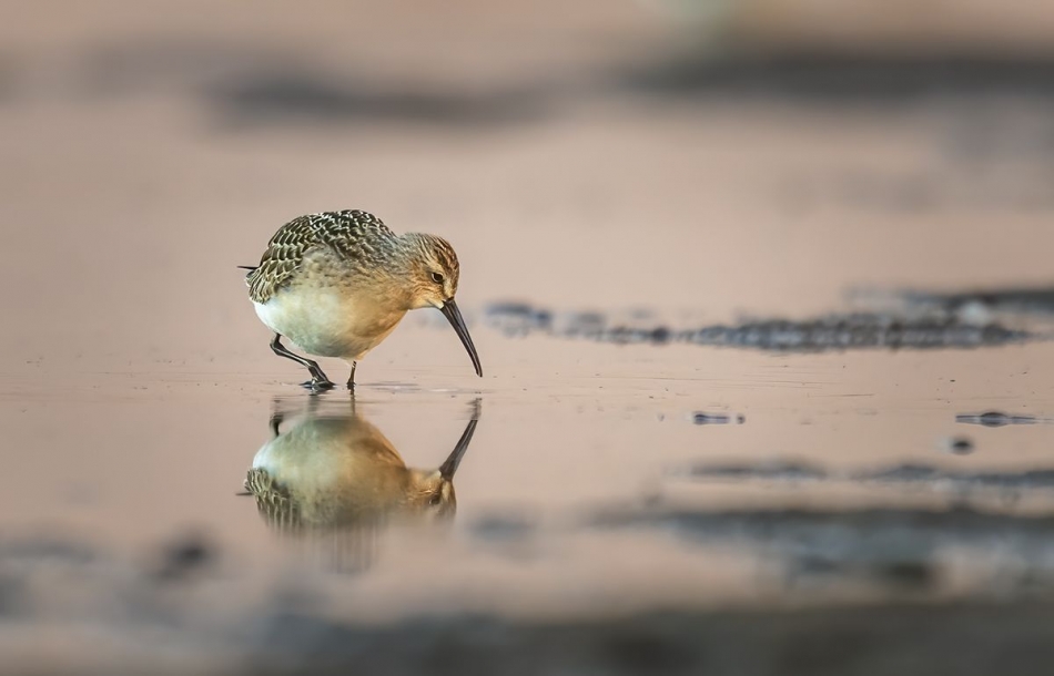 Biegus krzywodzioby. . Zdjęcie 336978