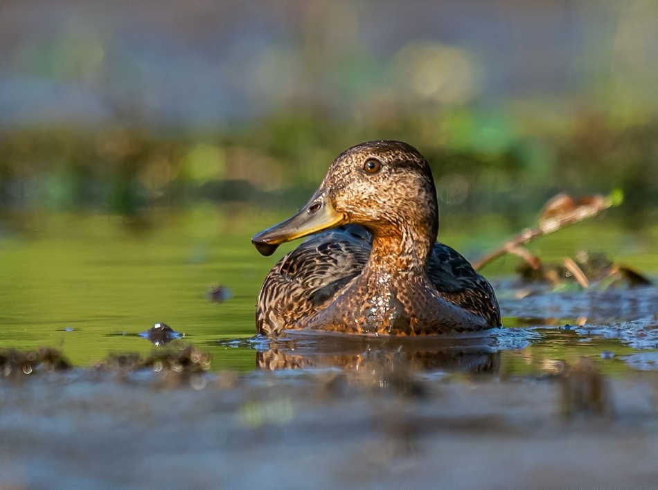 Cyraneczka. . Zdjęcie 336791