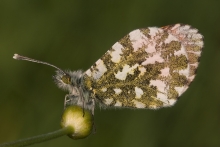 Śpioch