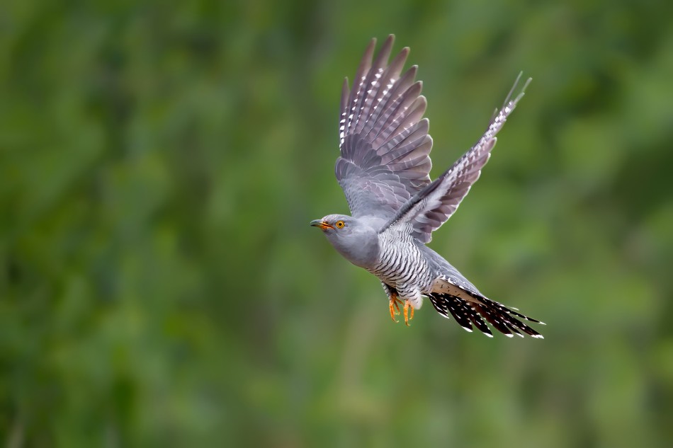 Lekkość. Kukułka (Cuculus canorus). Zdjęcie 340131