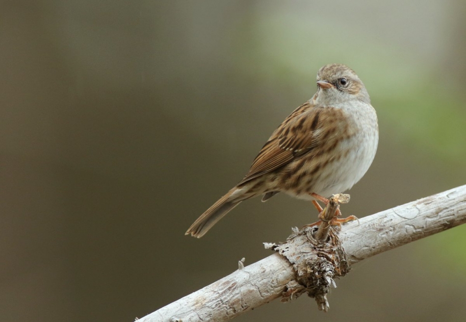 Rafal77 - Pokrzywnica. . Zdjęcie 321824