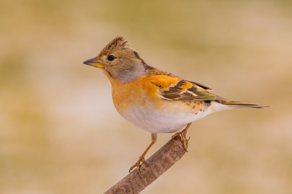 radson_foto - jer (Fringilla montifringilla). . Zdjęcie 300538