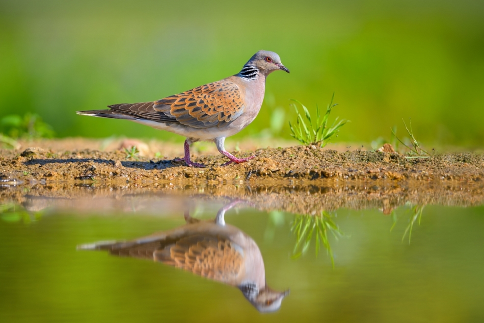 raftik - W lusterku ... Turkawka, European Turtle-Dove (Streptopelia turtur) ... 2024r. . Zdjęcie 329383
