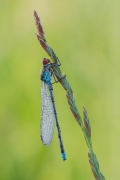 Erythromma najas