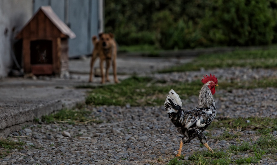pilnują. . Zdjęcie 203755