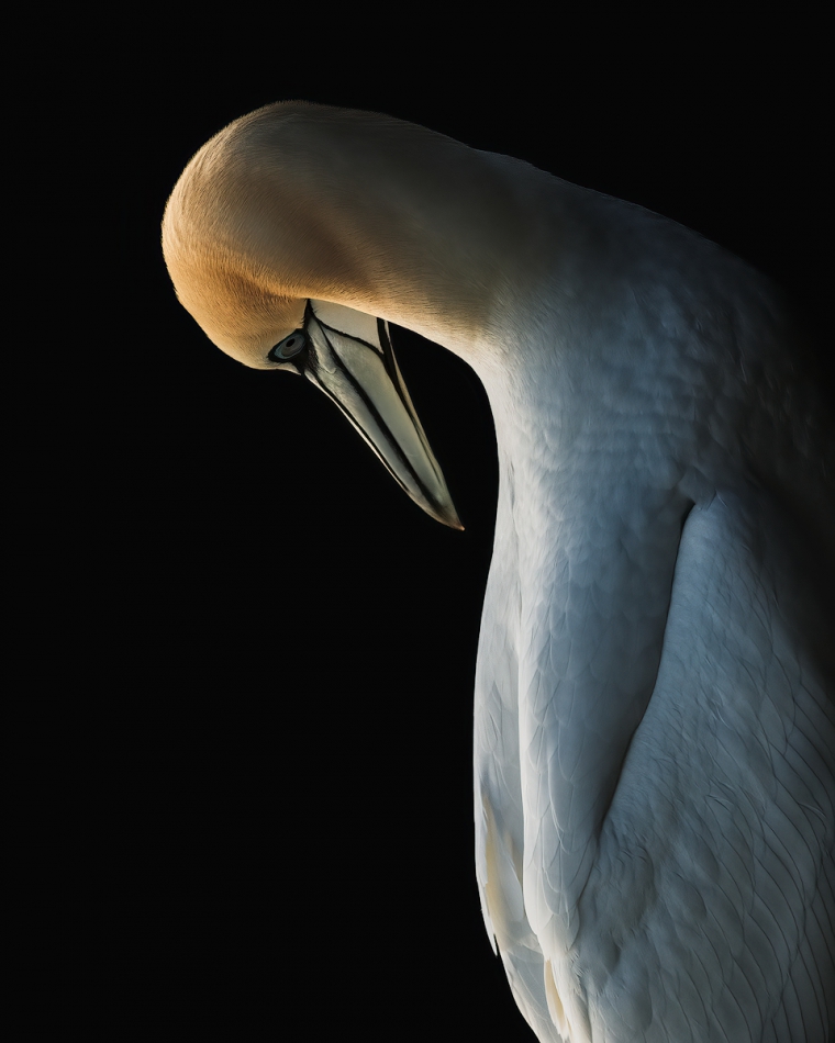 therion - Kłaniając się światłu. Northern gannet (Morus bassanus) . Zdjęcie 313786