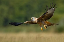 Kania Ruda, Red Kite (M...