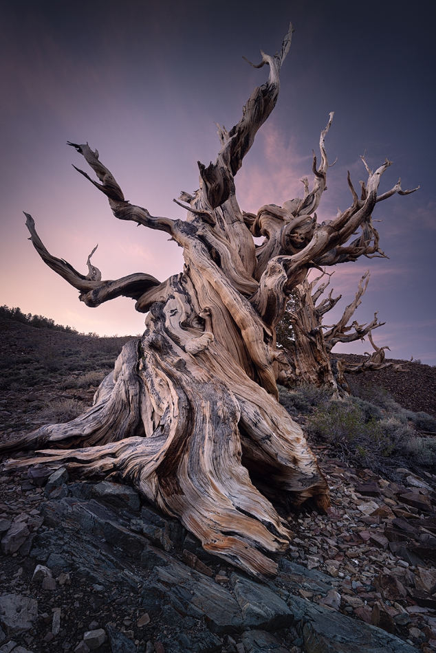 karol_nienartowicz - Methuselah Tree. Jedna z najstarszych sosen na świecie (wiek szacowany na prawie 5000 lat). Góry Białe, Kalifornia, USA, 05.2023. Zdjęcie 315436