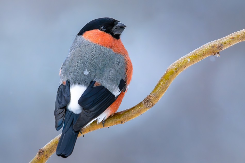 Gil. . Zdjęcie 338404