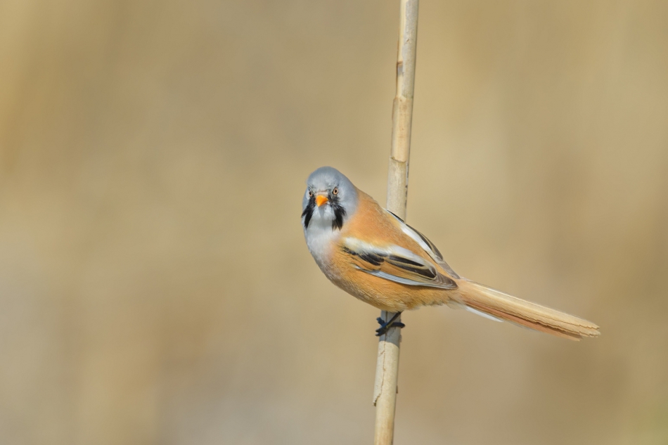 raftik - Wąsatka, Bearded Parrotbill (Panurus biarmicus) ... 2023r. . Zdjęcie 314079