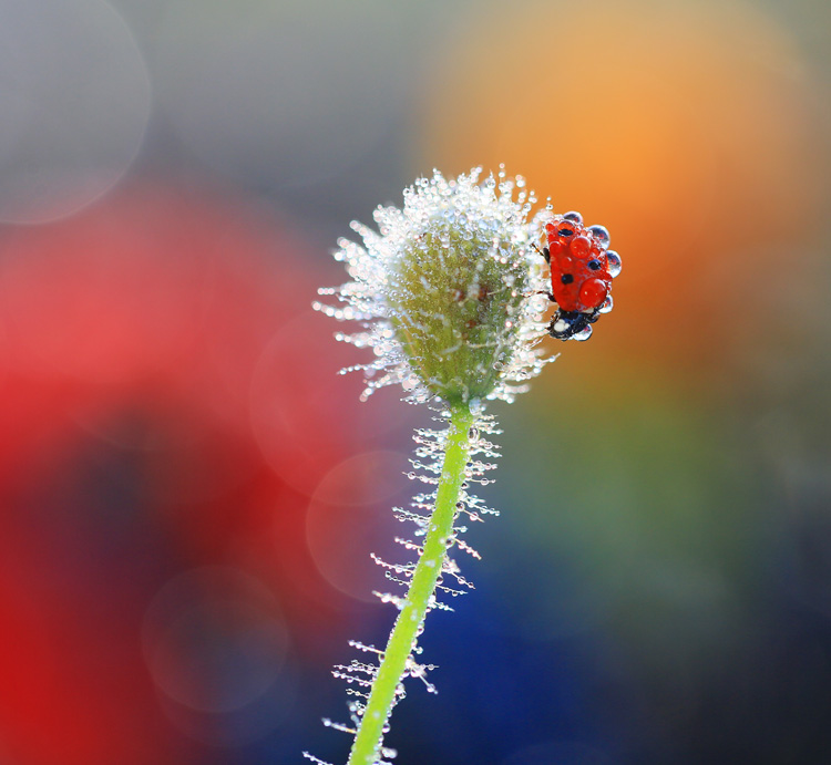 bluejeans - *. . Zdjęcie 109236