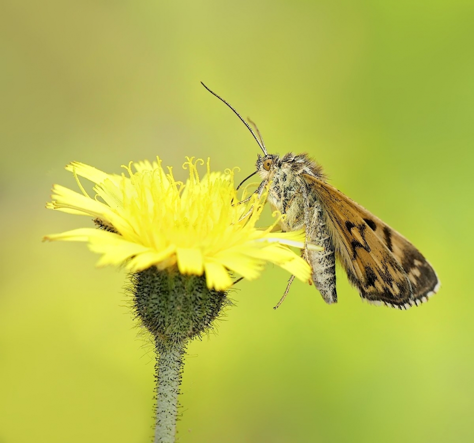 keni - Carterocephalus. . Zdjęcie 324214