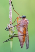Rhagio sp.