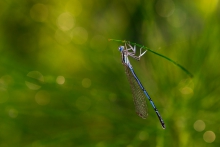 Platycnemis pennipes