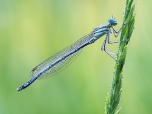 Platycnemis pennipes