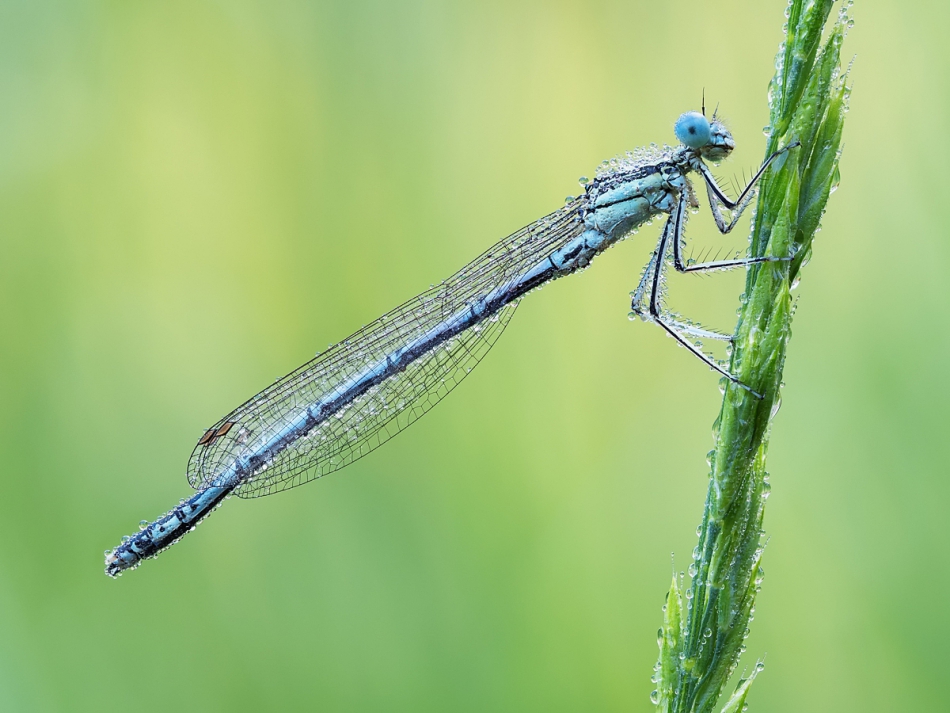 prajzner - Platycnemis pennipes. Pióronóg zwykły z rodziny Platycnemididae.. Zdjęcie 250003