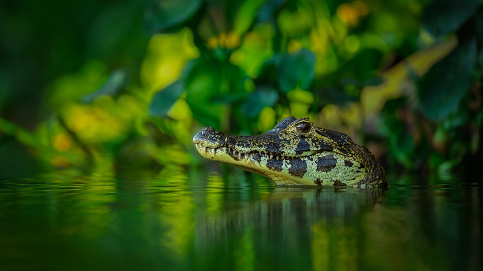 Dorastanie w cieniu. W zielonym półmroku Pantanalu młody kajman wkracza w etap, w którym nie jest już bezbronnym malcem, ale wciąż ma przed sobą wiele lekcji drapieżnego życia. .. Zdjęcie 337665